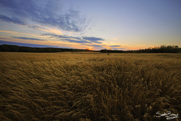 Fields of Gold