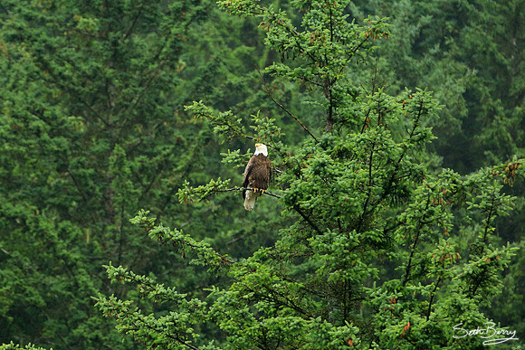 The Great American Eagle