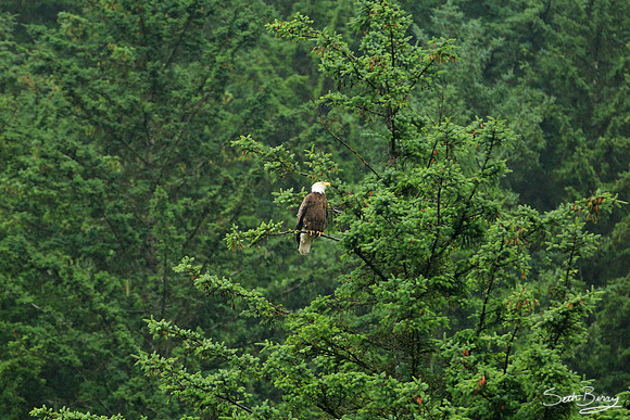 The Great American Eagle