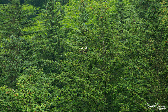 The Great American Eagle
