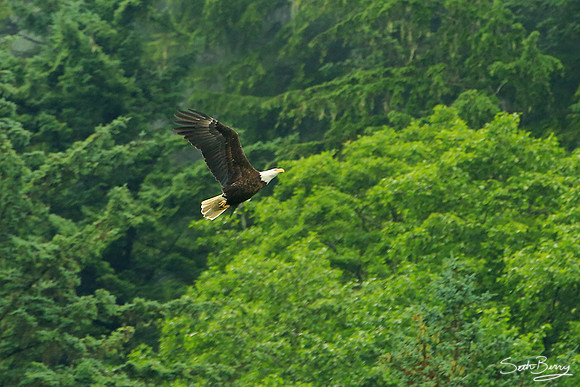 The Great American Eagle