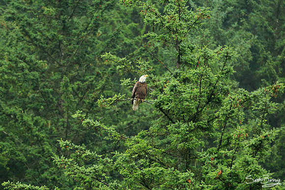 The Great American Eagle