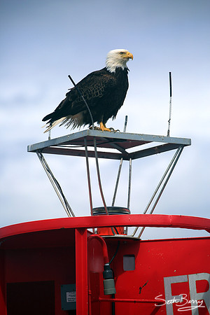 Eagle Watch