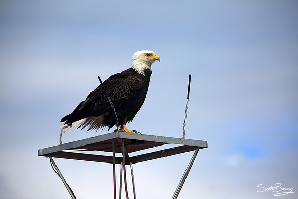 Eagle Watch