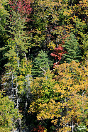 Autumn Colors