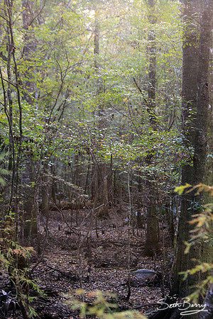 Francis Beilder Forest