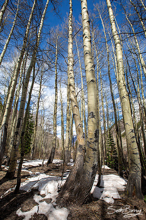 Aspens at Maroon Bells