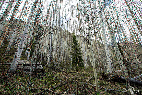 Aspens at Maroon Bells