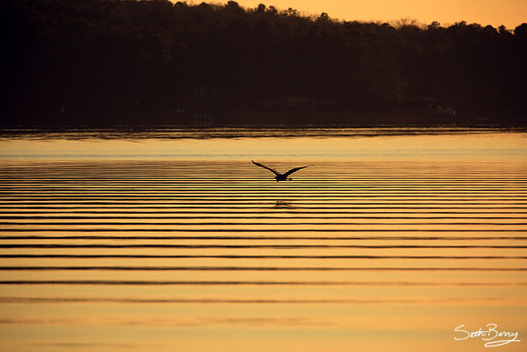 Coming in for the Evening