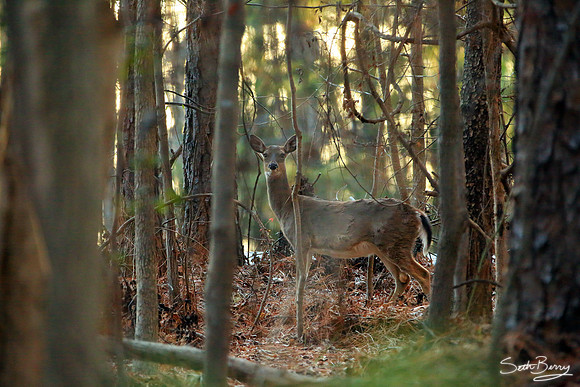 Dreher Island Deer