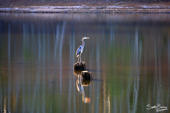 Great Blue Heron