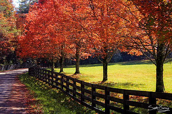 Autumn Road