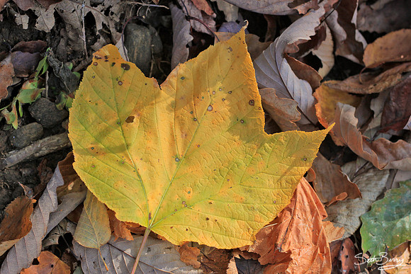 Fall
