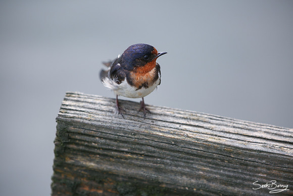 Barn Swallow