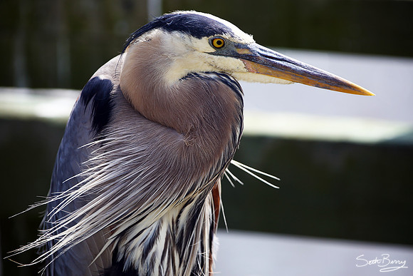 The Great Blue Heron