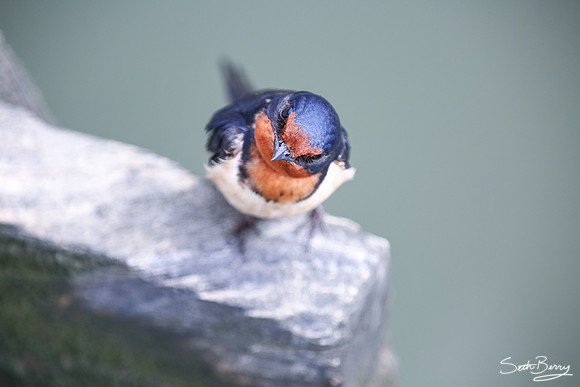 Barn Swallow