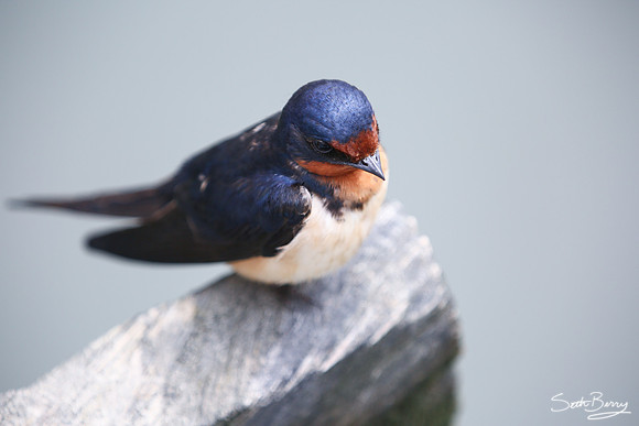 Barn Swallow