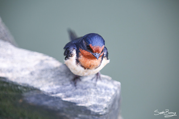 Barn Swallow