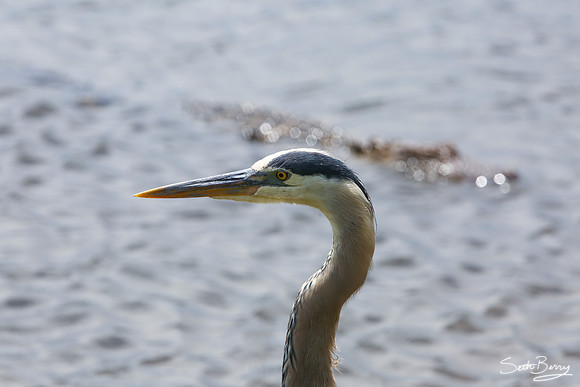 Blue Heron and Gator