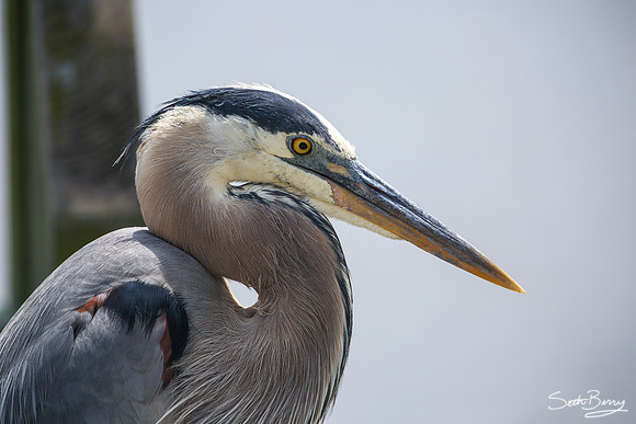 The Great Blue Heron