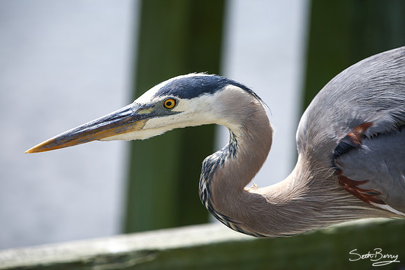 The Great Blue Heron