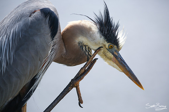 Blue Heron Itch