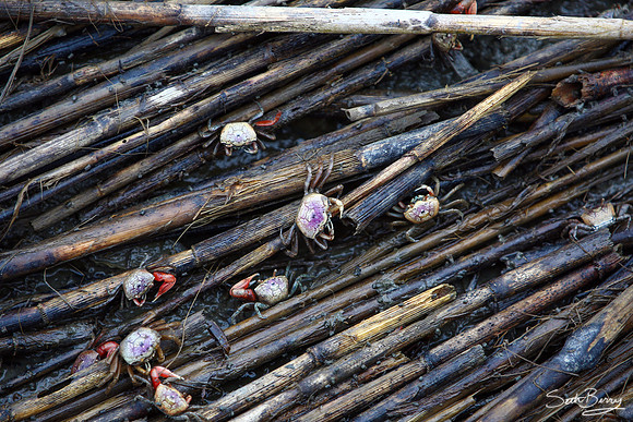 Crabs