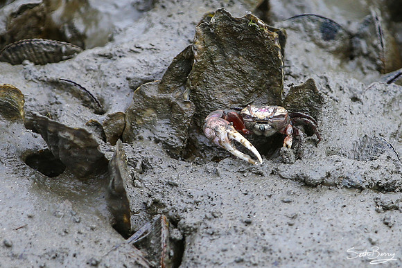 Crab's Home