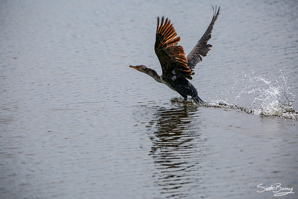 Double-Crested Cormorant