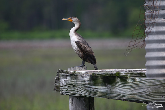 Double-Crested Cormorant