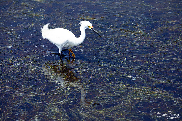 White Egret Hunting