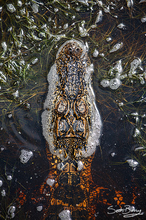 Gator from Above
