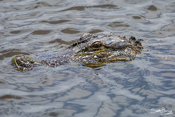 Gator Prowl
