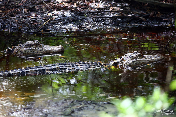 Gators on the Prowl