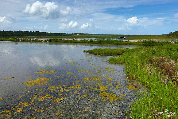 Huntington Beach State Park wetlands