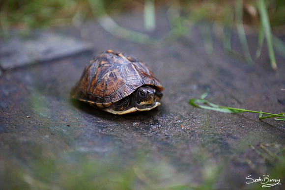 Little Yard Turtle