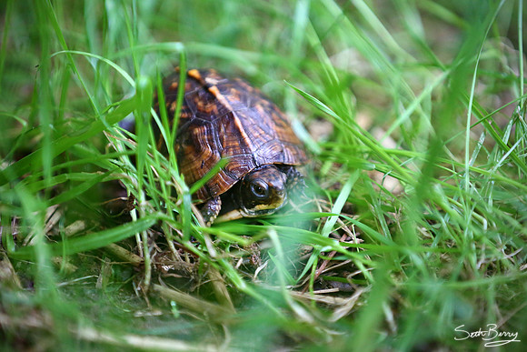Little Yard Turtle
