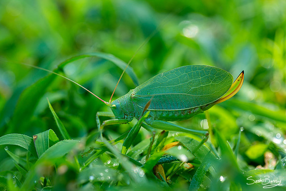 Camouflage Grasshopper