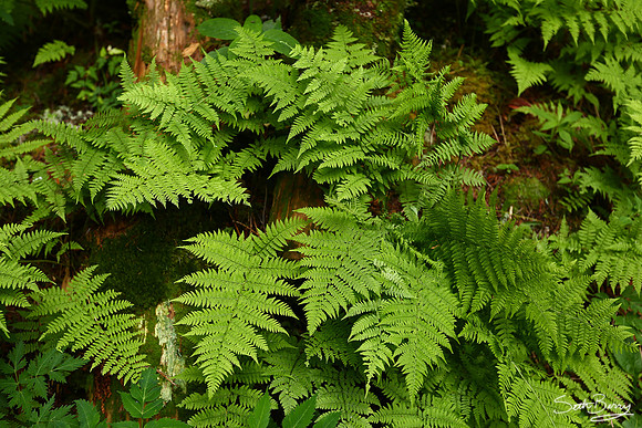 Mt. Mitchell Nature Trail
