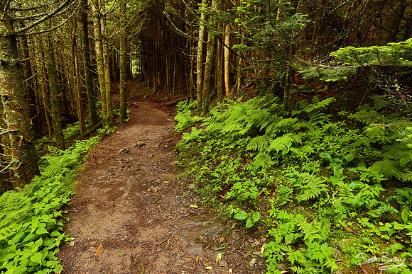 Mt. Mitchell Nature Trail