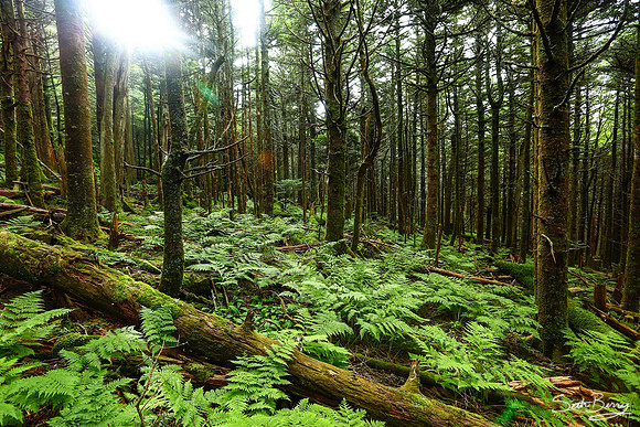 Mt. Mitchell Nature Trail