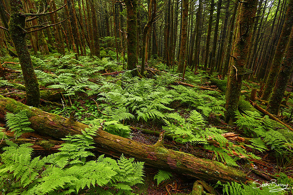 Mt. Mitchell Nature Trail