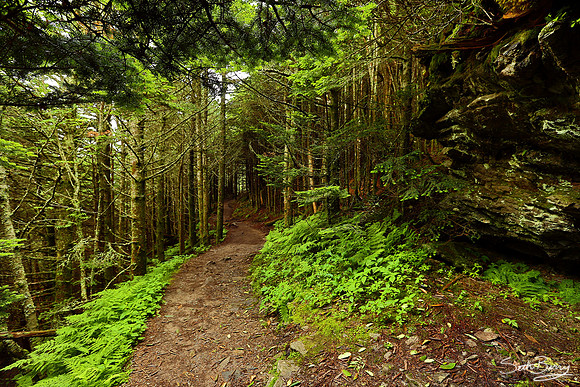 Mt. Mitchell Nature Trail