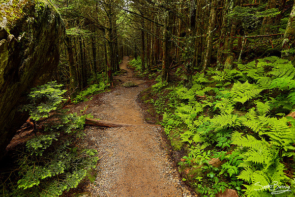 Mt. Mitchell Nature Trail