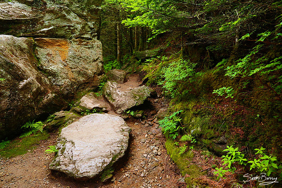 Mt. Mitchell Nature Trail