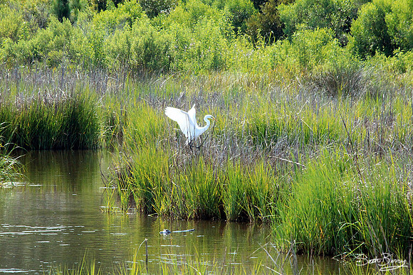 White Egret and Marsh