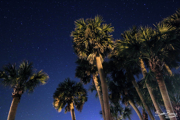 Palmettos In the Night