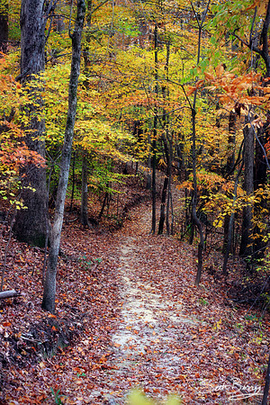 Autumn Trail