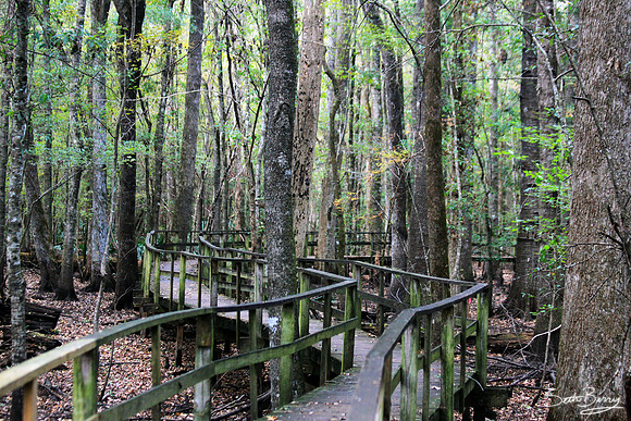 Francis Beilder Forest Boardwalk