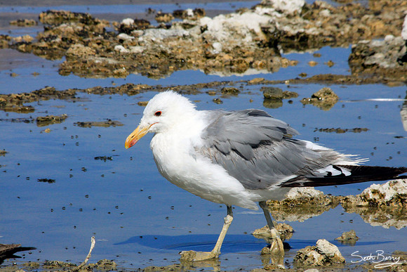 Mono Lake Bird